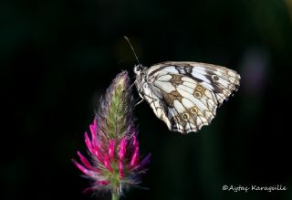 Orman Melikesi (Melanargia galathea)