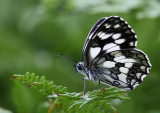 Orman Melikesi (Melanargia galathea)