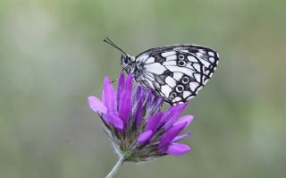 Orman Melikesi (Melanargia galathea)