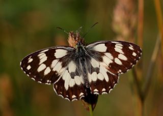 Orman Melikesi (Melanargia galathea)