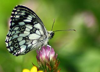 Orman Melikesi (Melanargia galathea)