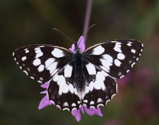 Orman Melikesi (Melanargia galathea)