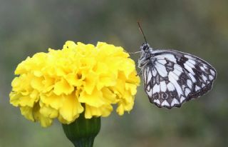 Orman Melikesi (Melanargia galathea)