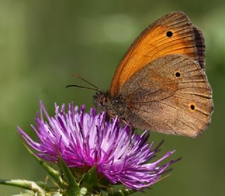 ayr Esmeri (Maniola jurtina)