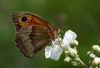 ayr Esmeri (Maniola jurtina)