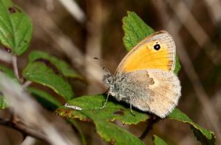 Kk Zpzp Perisi (Coenonympha pamphilus)