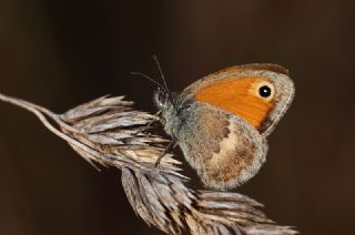 Kk Zpzp Perisi (Coenonympha pamphilus)