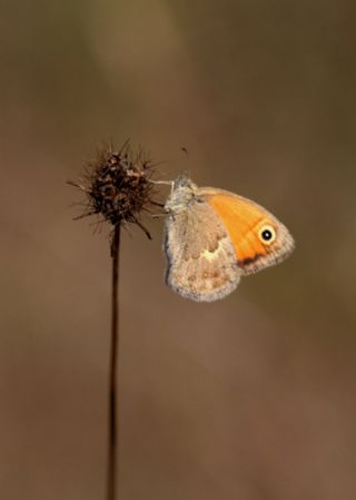 Kk Zpzp Perisi (Coenonympha pamphilus)