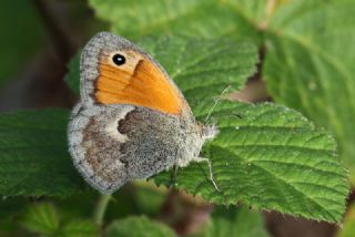 Kk Zpzp Perisi (Coenonympha pamphilus)