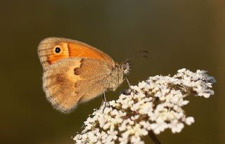 Kk Zpzp Perisi (Coenonympha pamphilus)