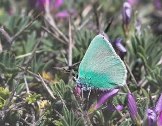 Anadolu Zmrt (Callophrys paulae)