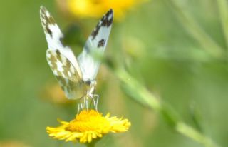 Yeni Beneklimelek (Pontia edusa)