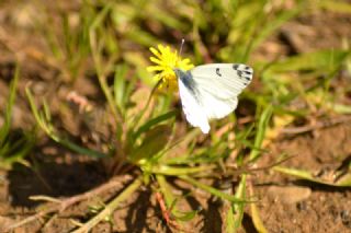 Kk Beneklimelek (Pontia chloridice)