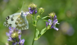 Yeni Beneklimelek (Pontia edusa)