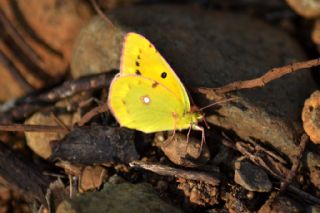 Sar Azamet (Colias croceus)