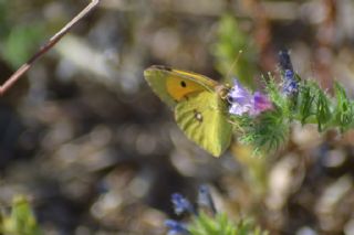 Sar Azamet (Colias croceus)