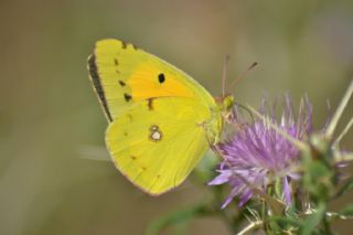 Sar Azamet (Colias croceus)