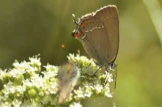 Byk Sevbeni (Satyrium ilicis)