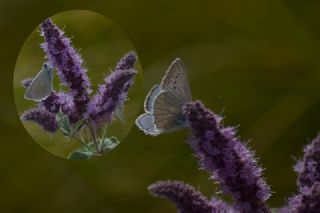 okgzl Dafnis (Polyommatus daphnis)