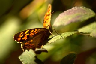 Erik Krlangkuyruk (Iphiclides podalirius)