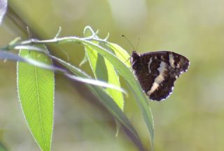 Kara Murat (Brintesia  circe)