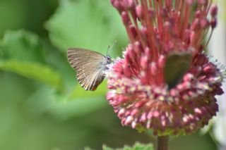 Byk Sevbeni (Satyrium ilicis)