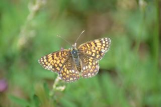 Benekli Byk parhan (Melitaea phoebe)