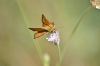 Sar Lekeli Zpzp (Thymelicus acteon)