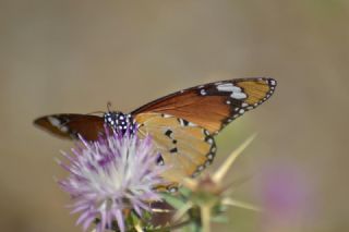 Sultan (Danaus chrysippus)