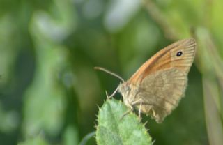Kk Zpzp Perisi (Coenonympha pamphilus)