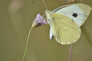 Karanlk Orman Esmeri (Pararge aegeria)