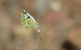 Kk Beneklimelek (Pontia chloridice)