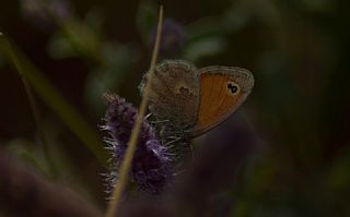 Kk Zpzp Perisi (Coenonympha pamphilus)