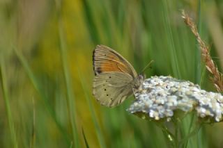 Kaya Esmeri (Kirinia clymene)