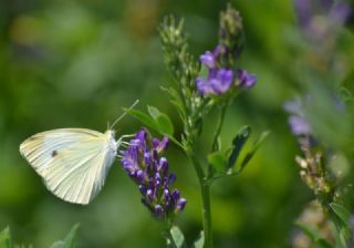 Byk Beyazmelek  (Pieris brassicae)