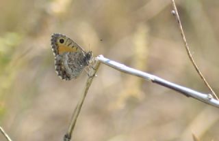 Seyit (Arethusana arethusa)