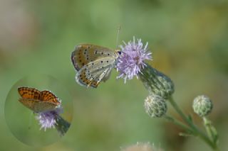 Kk Ate Gzeli (Lycaena thersamon)