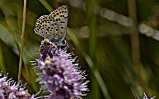 sli Bakr Gzeli (Lycaena tityrus)