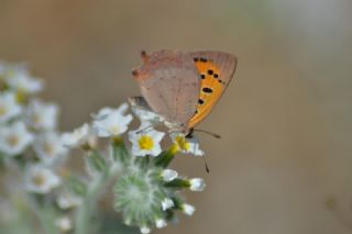 Benekli Bakr Gzeli (Lycaena phlaeas)