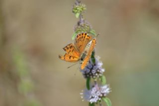 Kk Ate Gzeli (Lycaena thersamon)