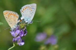 okgzl Mavi (Polyommatus icarus)