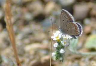 okgzl Mavi (Polyommatus icarus)