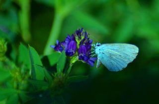 Kutsal Mavi (Celastrina argiolus)