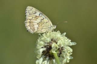 Anadolu Melikesi&nbsp;(Melanargia&nbsp;larissa)