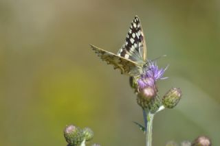 Anadolu Melikesi (Melanargia larissa)