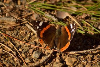 Atalanta (Vanessa atalanta)