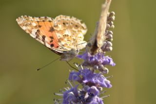 Diken Kelebei (Vanessa cardui)