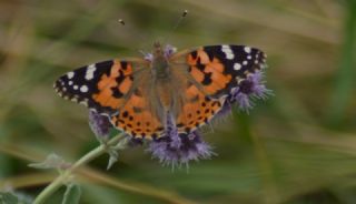 Diken Kelebei (Vanessa cardui)