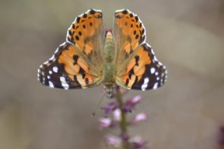 Diken Kelebei (Vanessa cardui)