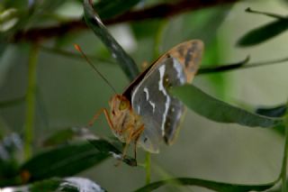 Bahadr (Argynnis pandora)